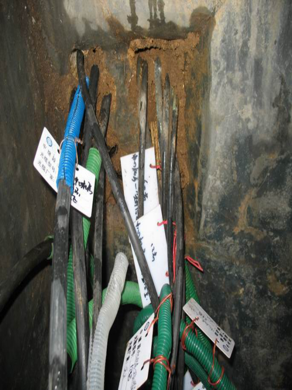 埋地電纜被白蟻危害